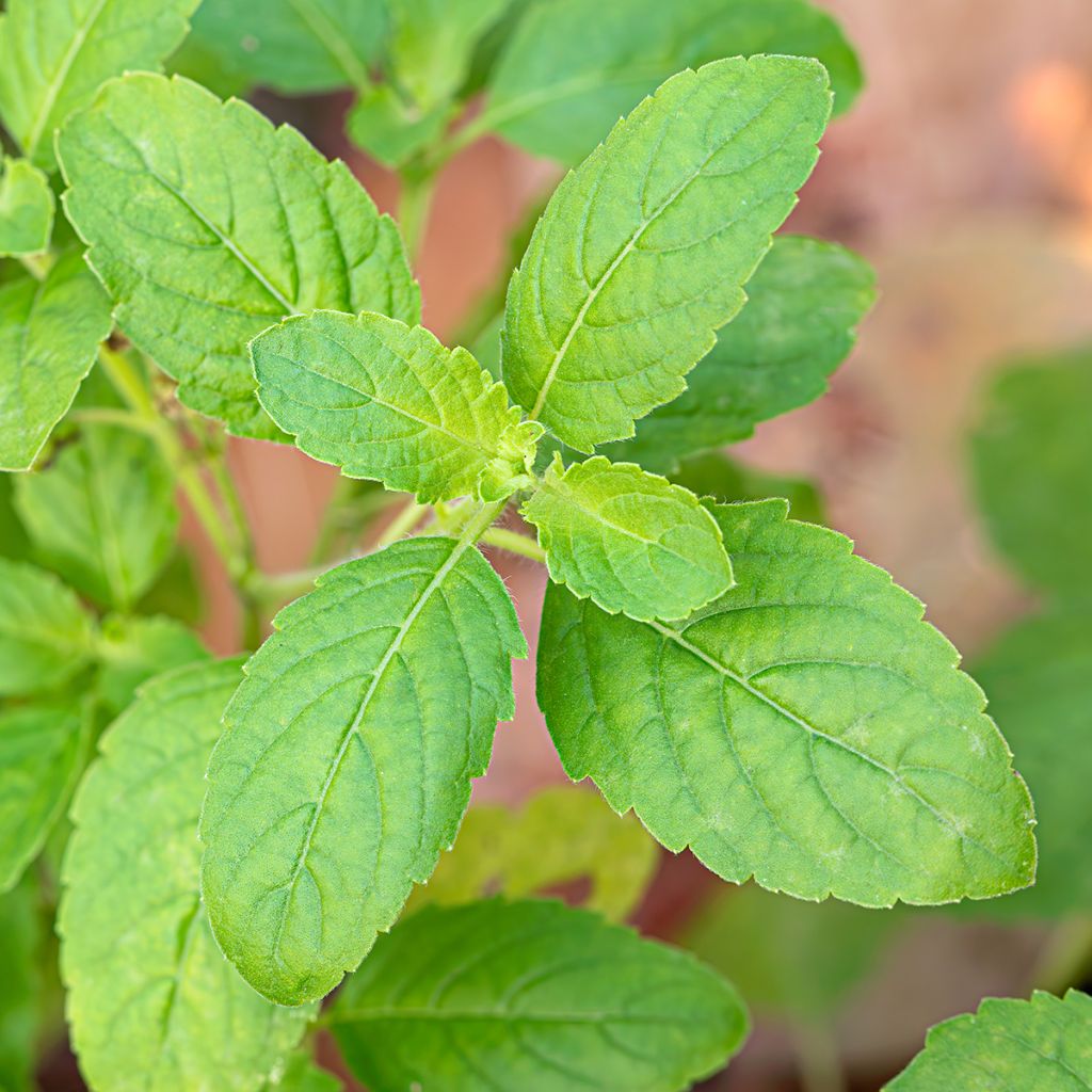 Basilic citron BIO