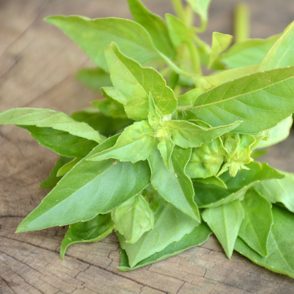 Basilic citron BIO