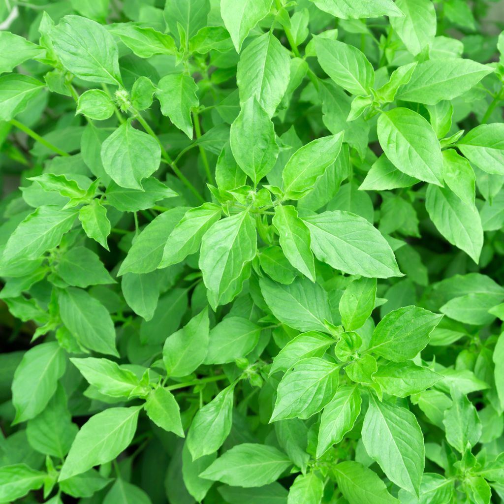 Basilic citron BIO