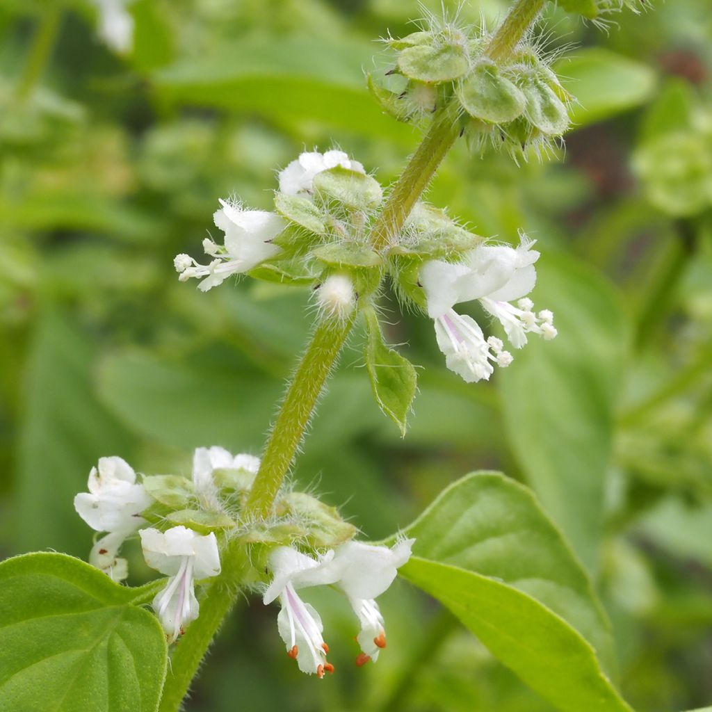 Basilic citron BIO