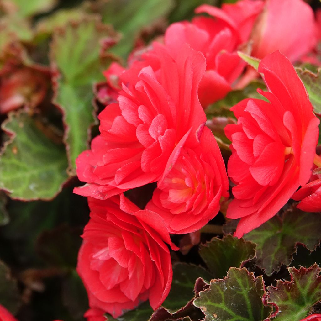 Begonia Bellissa Red