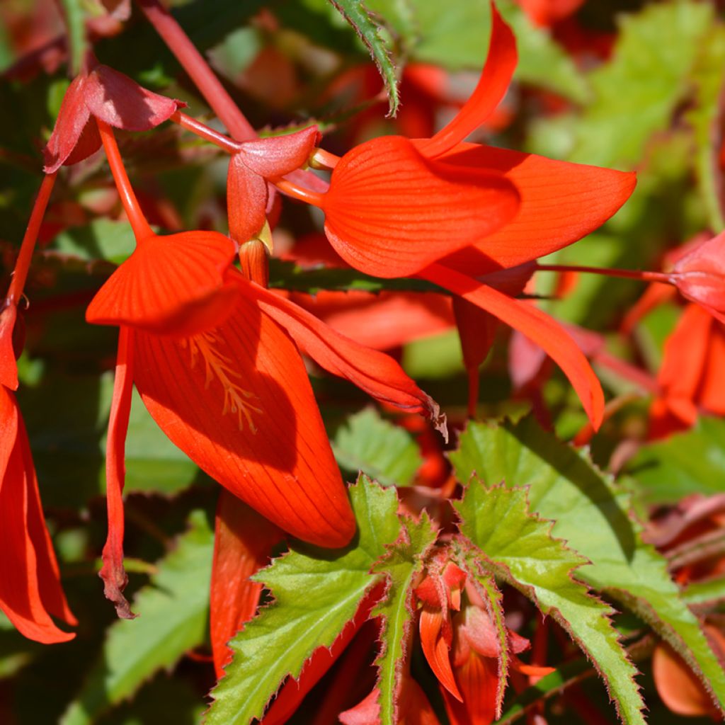 Begonia boliviensis Santa Cruz - Bégonia retombant