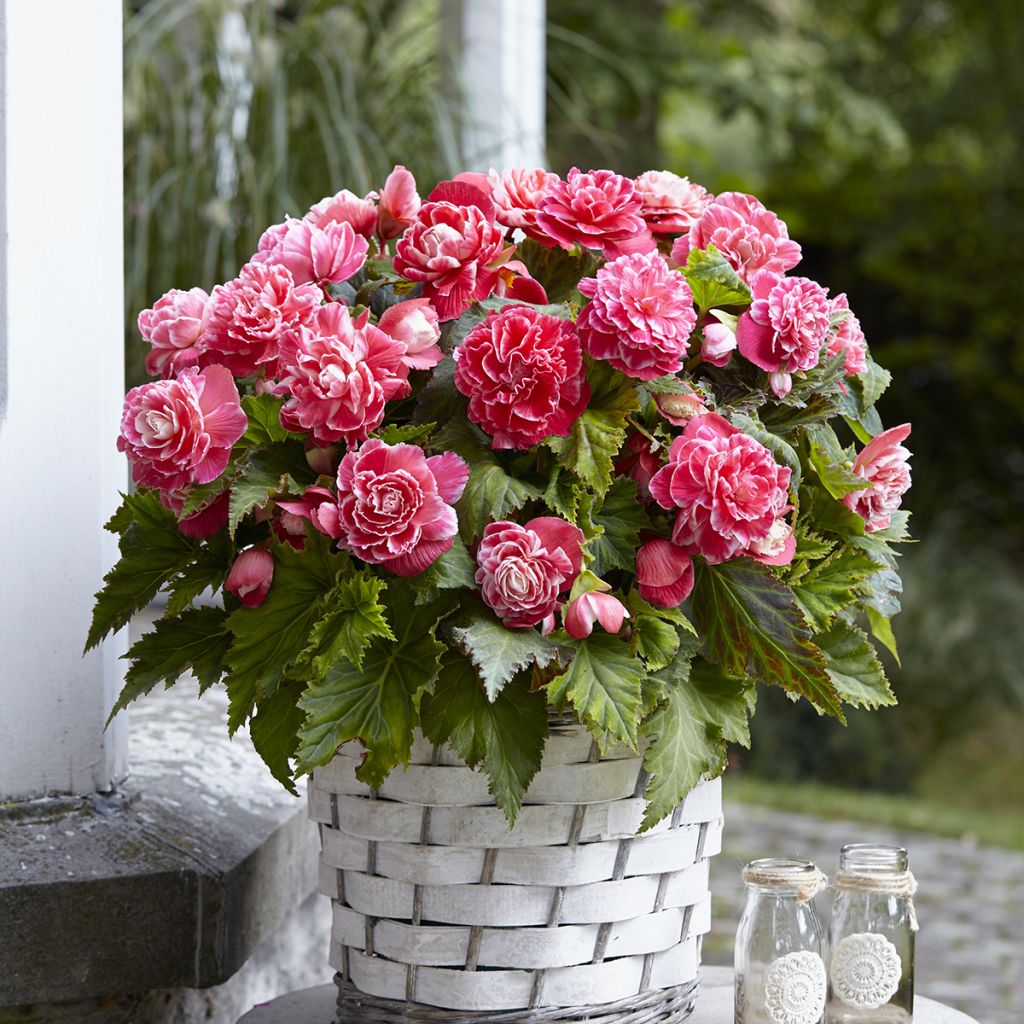 Bégonia double Camelia