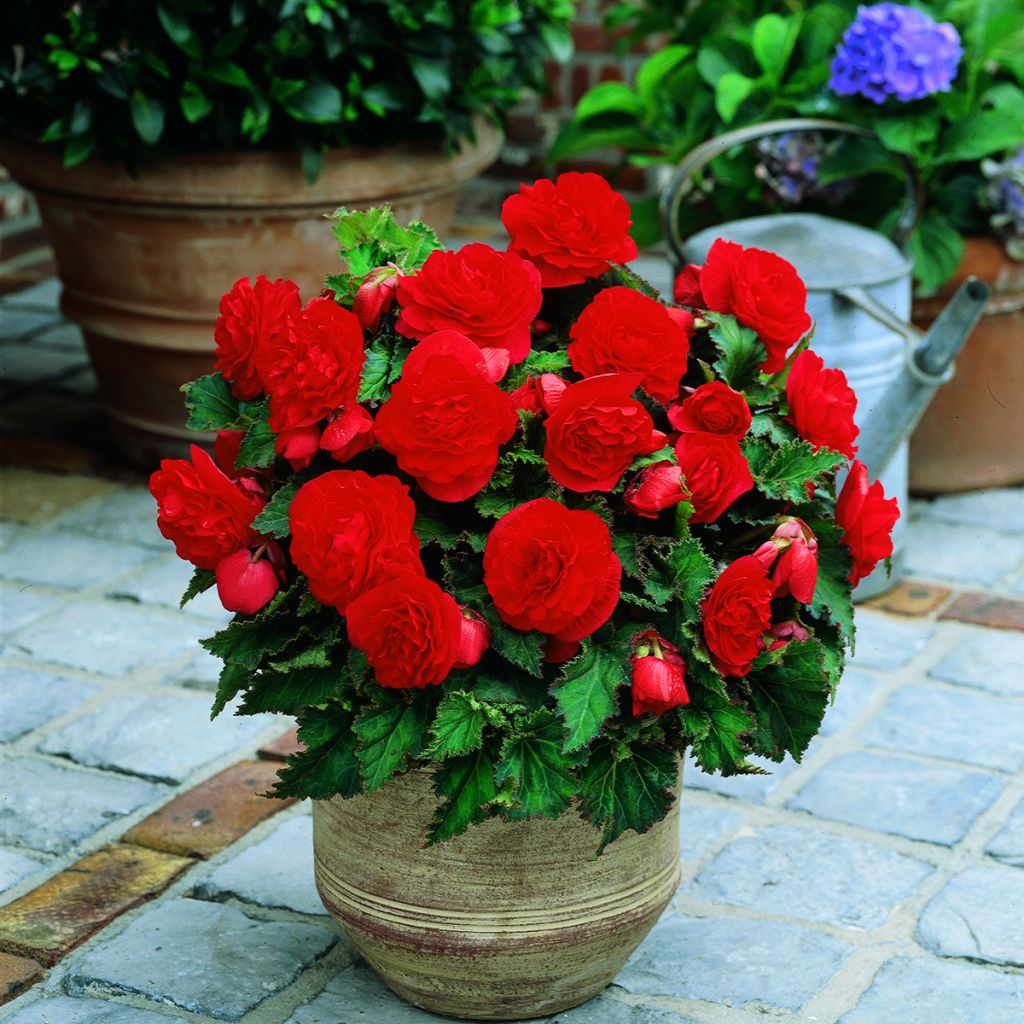 Bégonia double Non Stop Scarlet