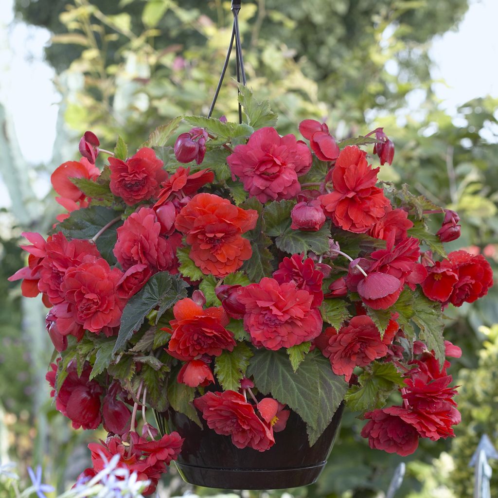 Bégonia double retombant Red Glory - Begonia Odorata 