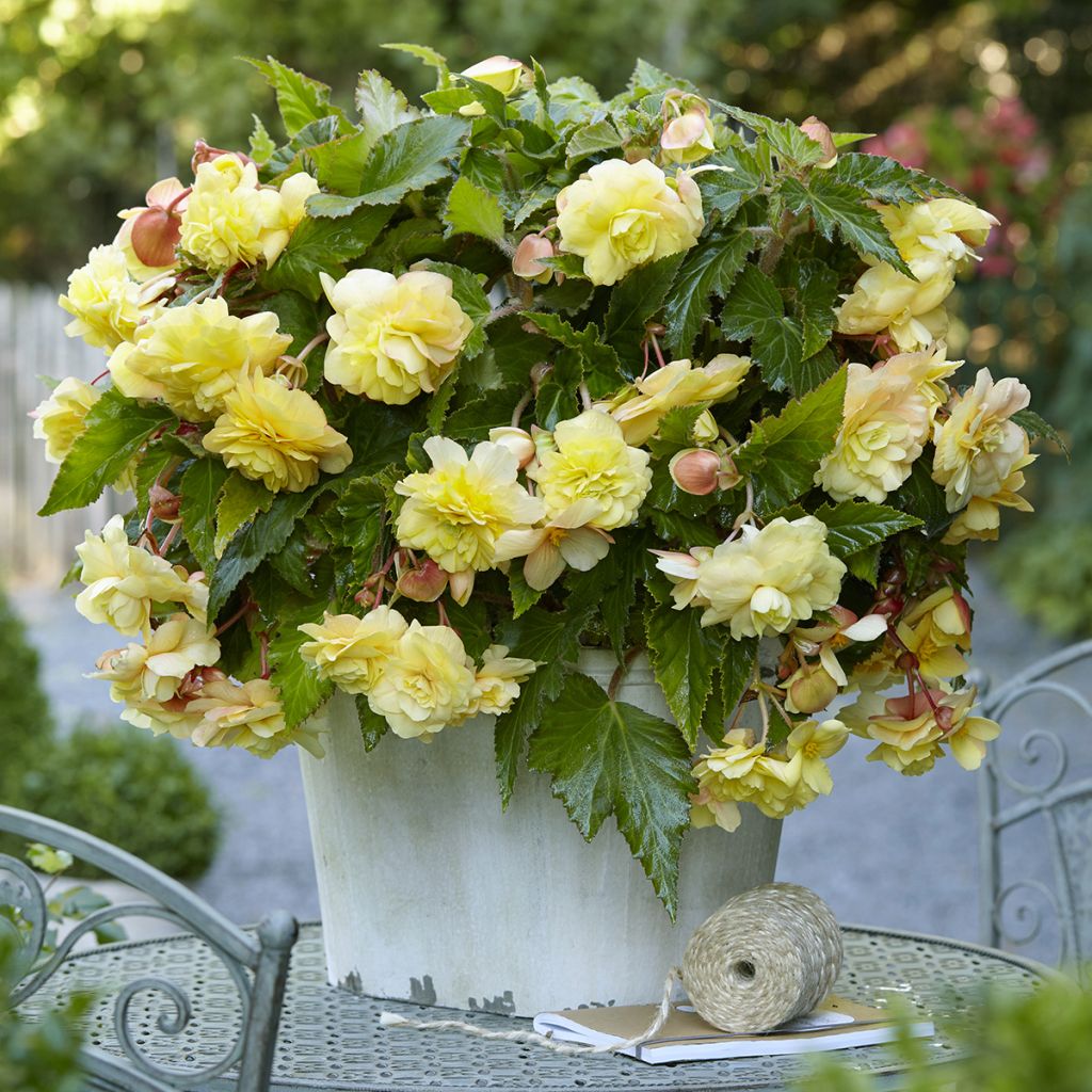 Bégonia double retombant Sunny Dream - Begonia Odorata 