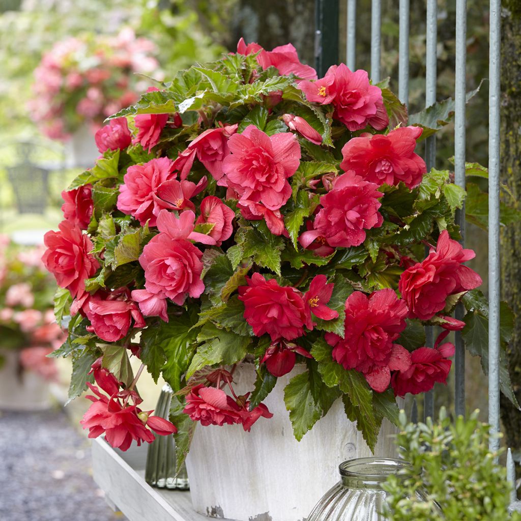 Bégonia retombant Cascade Pink - Begonia Pendula 