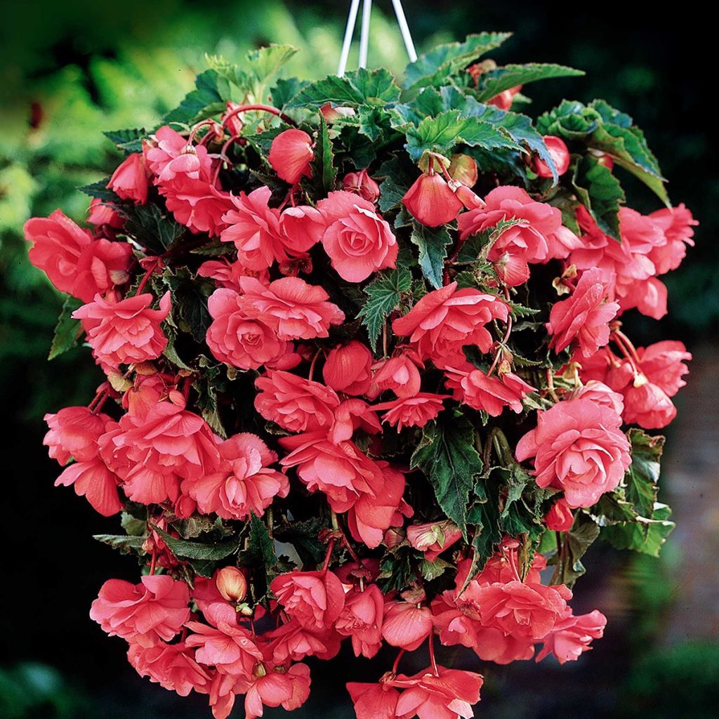 Bégonia retombant Cascade Pink - Begonia Pendula 