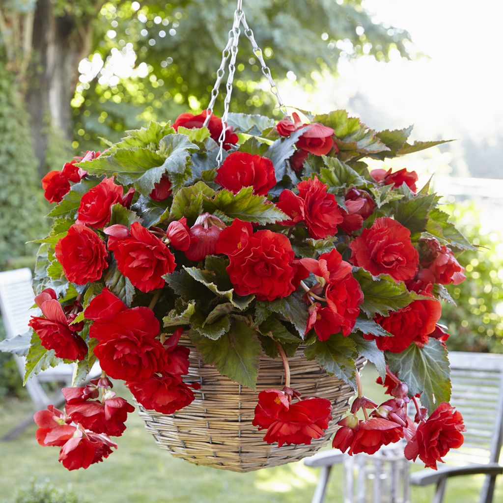 Begonia Pendula Cascade Scarlet - Bégonia retombant