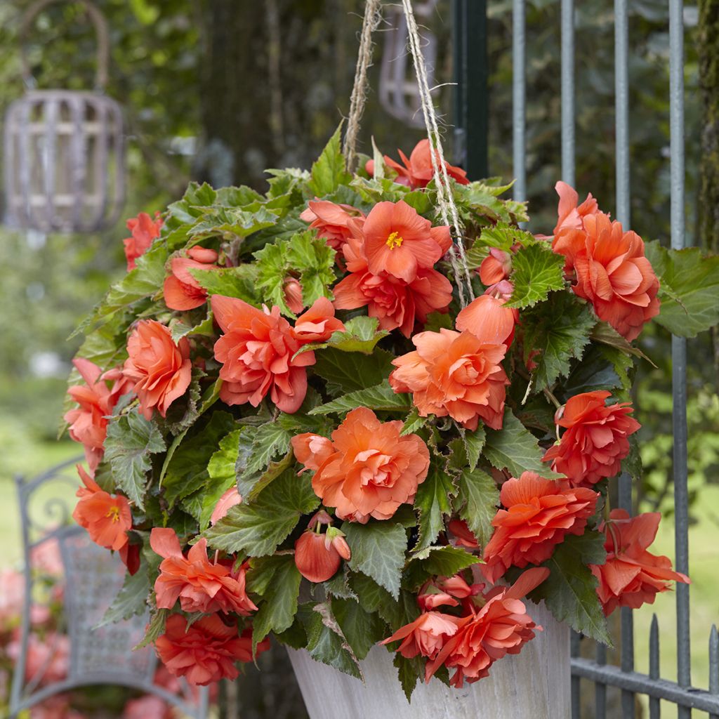 Bégonia retombant Cascade Salmon - Begonia Pendula