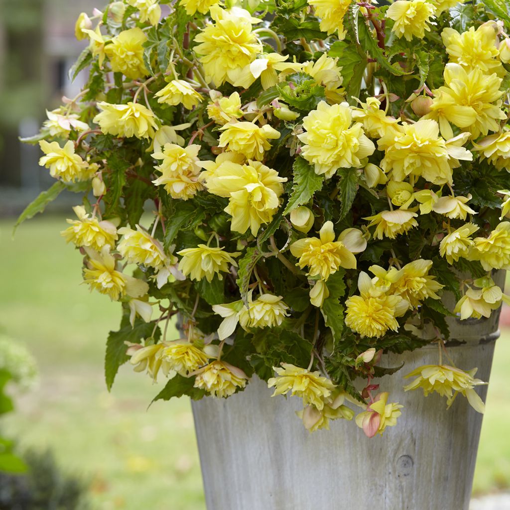 Bégonia retombant Cascade Yellow - Begonia Pendula