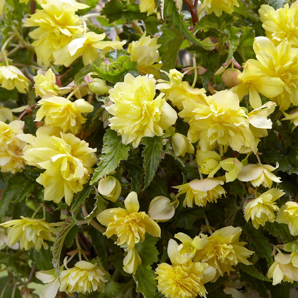 Bégonia retombant Cascade Yellow - Begonia Pendula