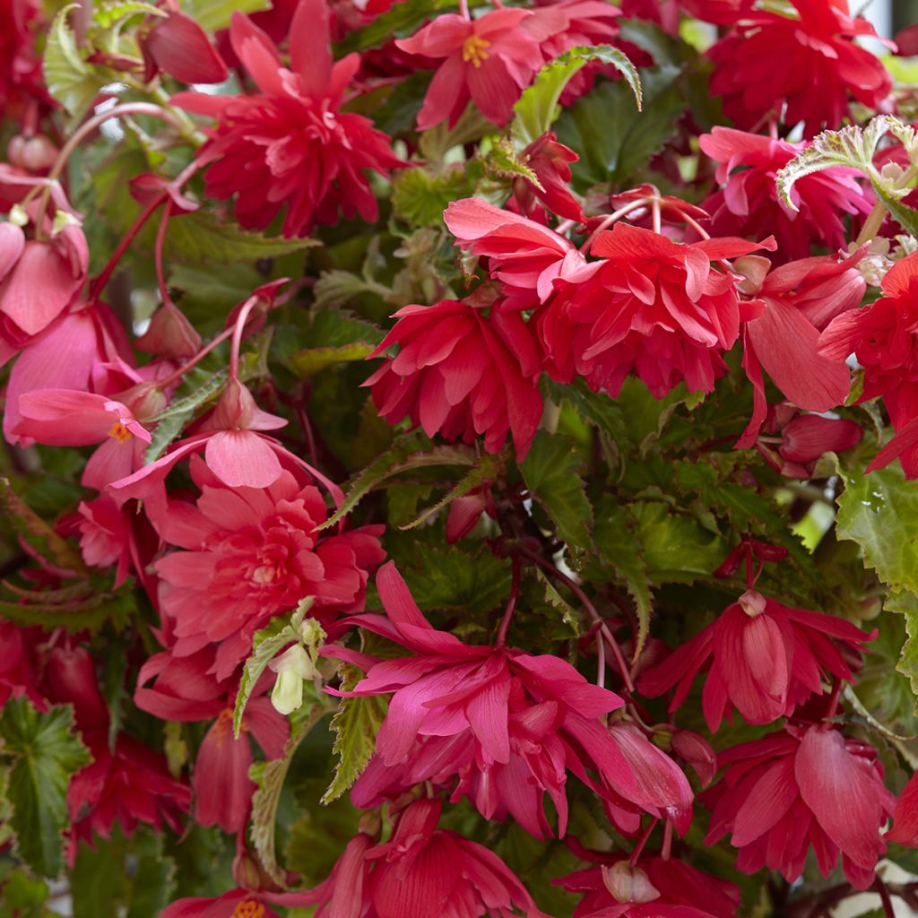 Bégonia retombant pink - Begonia Pendula 