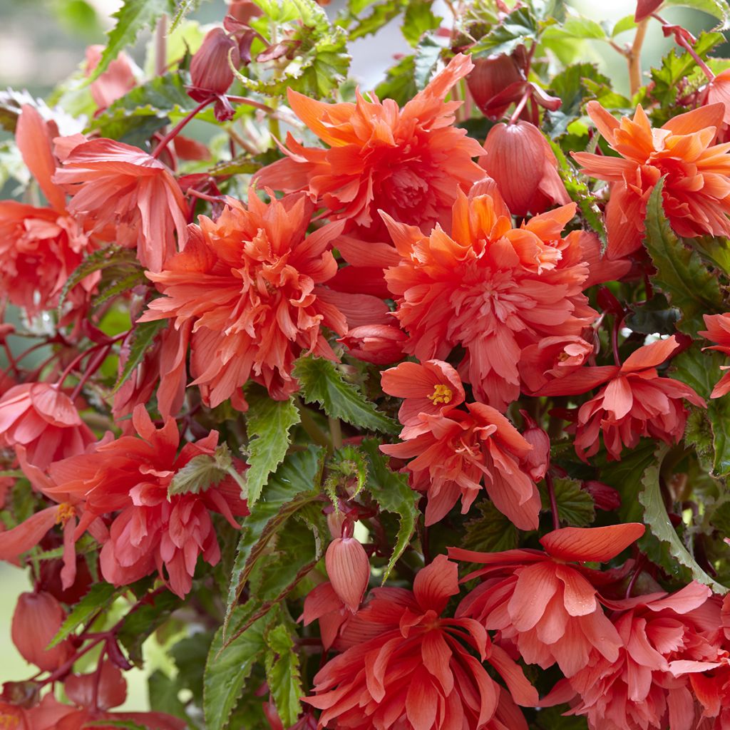 Bégonia retombant Salmon - Begonia Pendula 