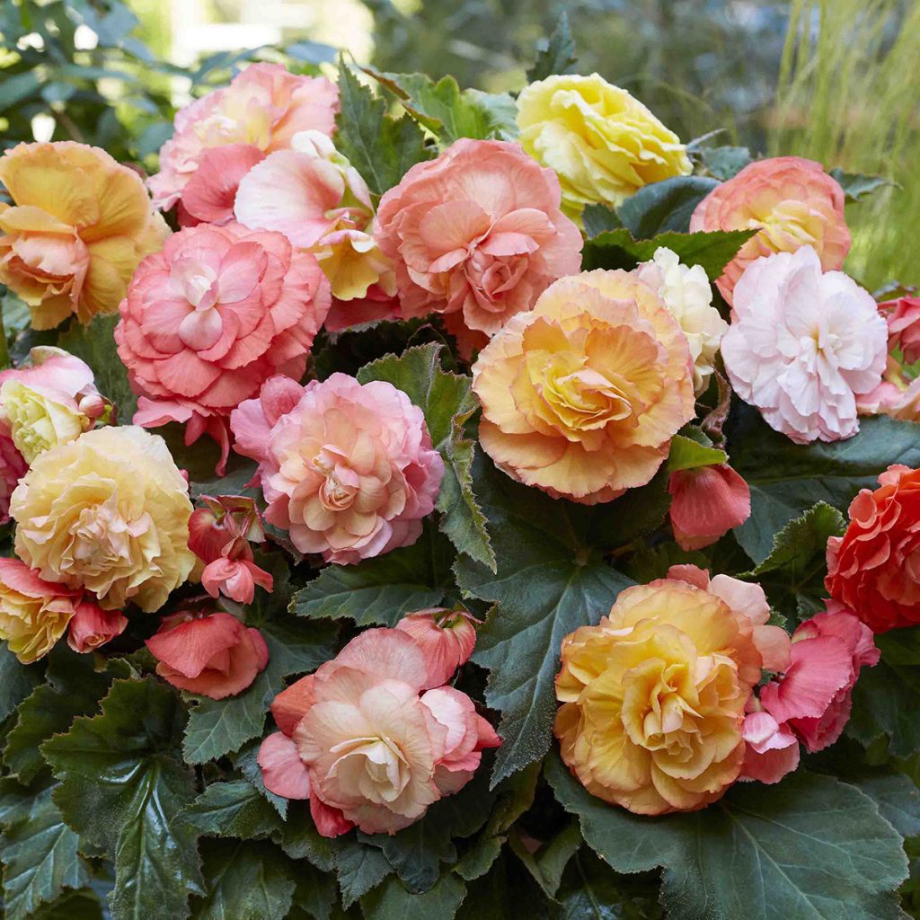 Begonia Superba Bolero - Bégonia tubéreux double orange