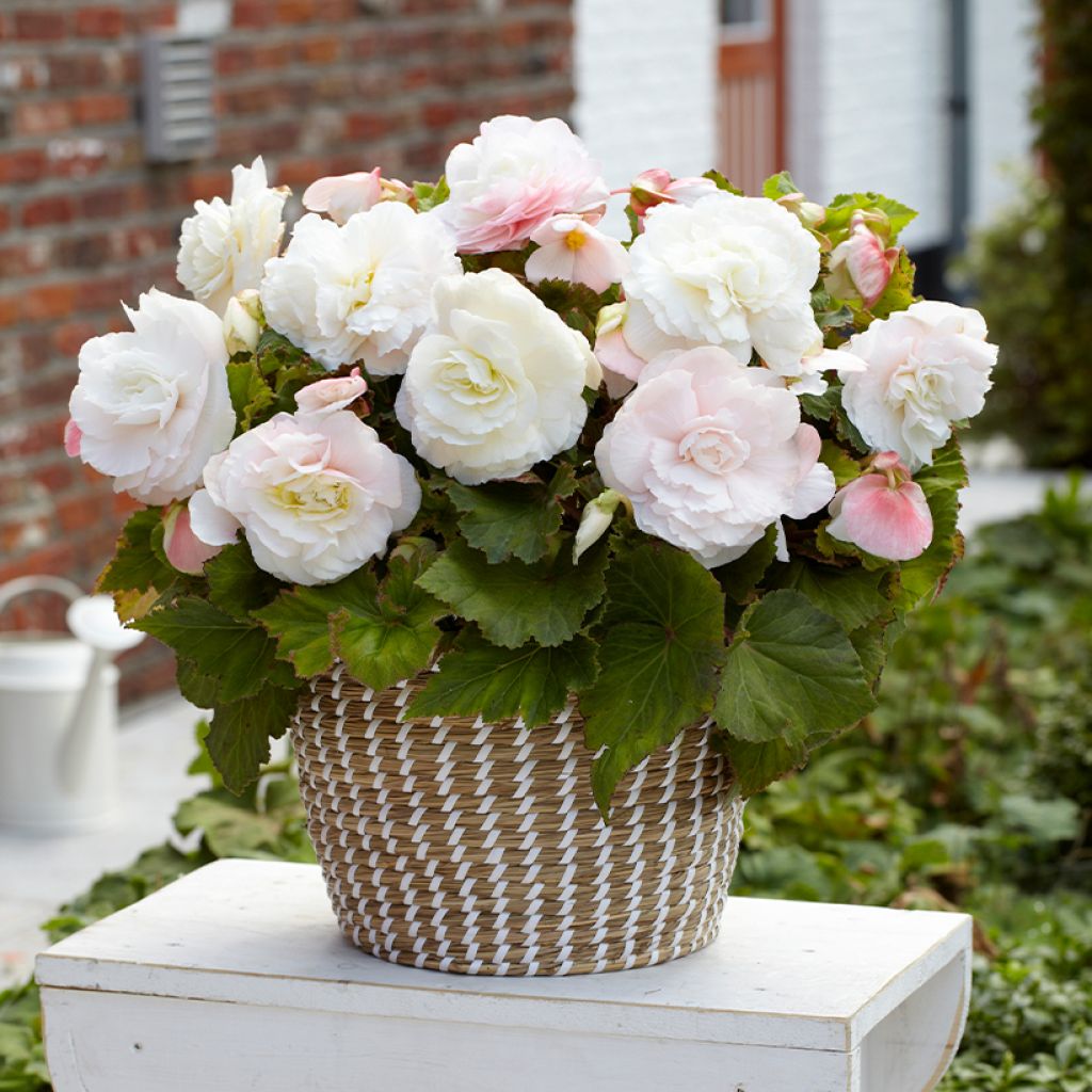Begonia Superba White - Bégonia tubéreux double blanc
