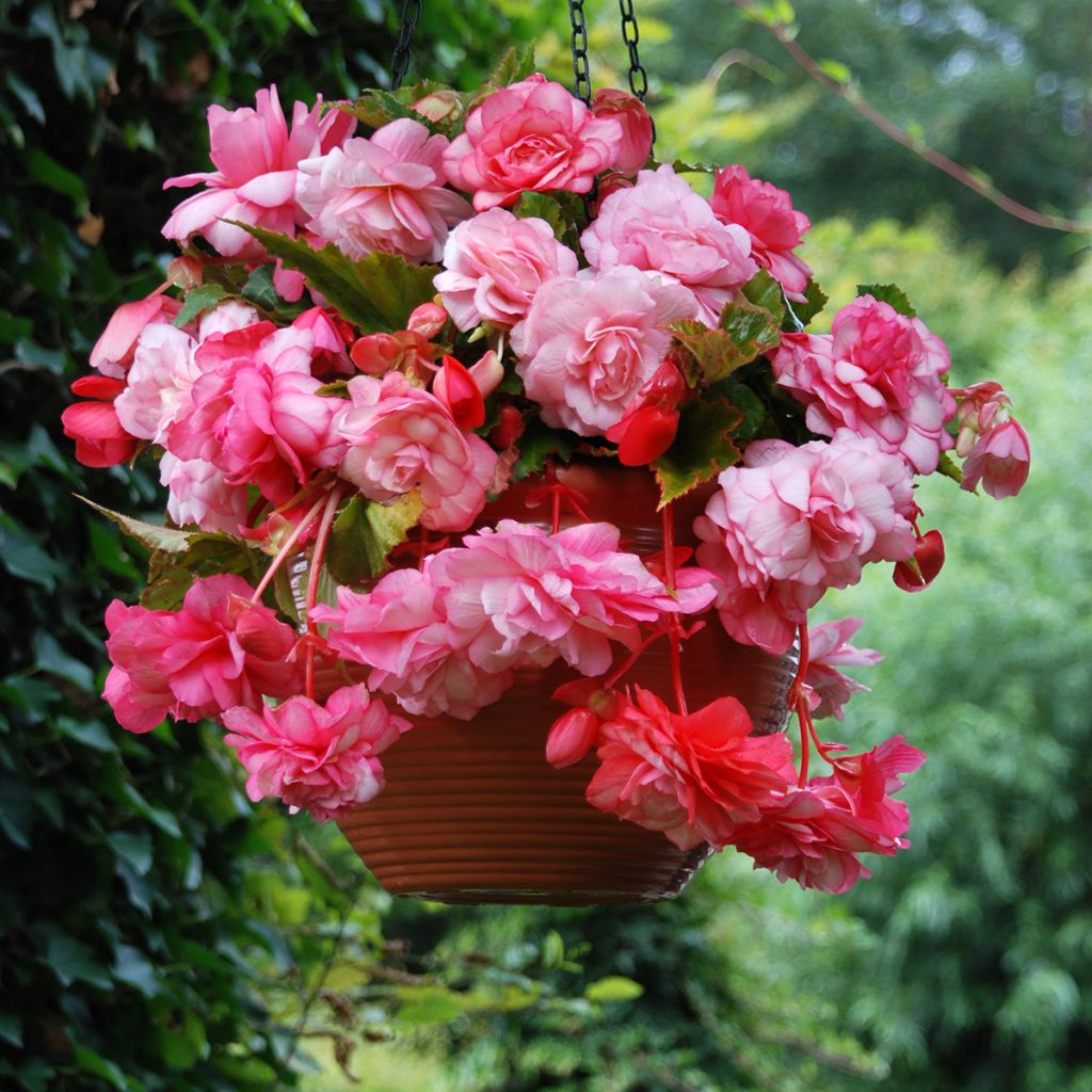 Begonia Splendide Alifra - Bégonia retombant double rose