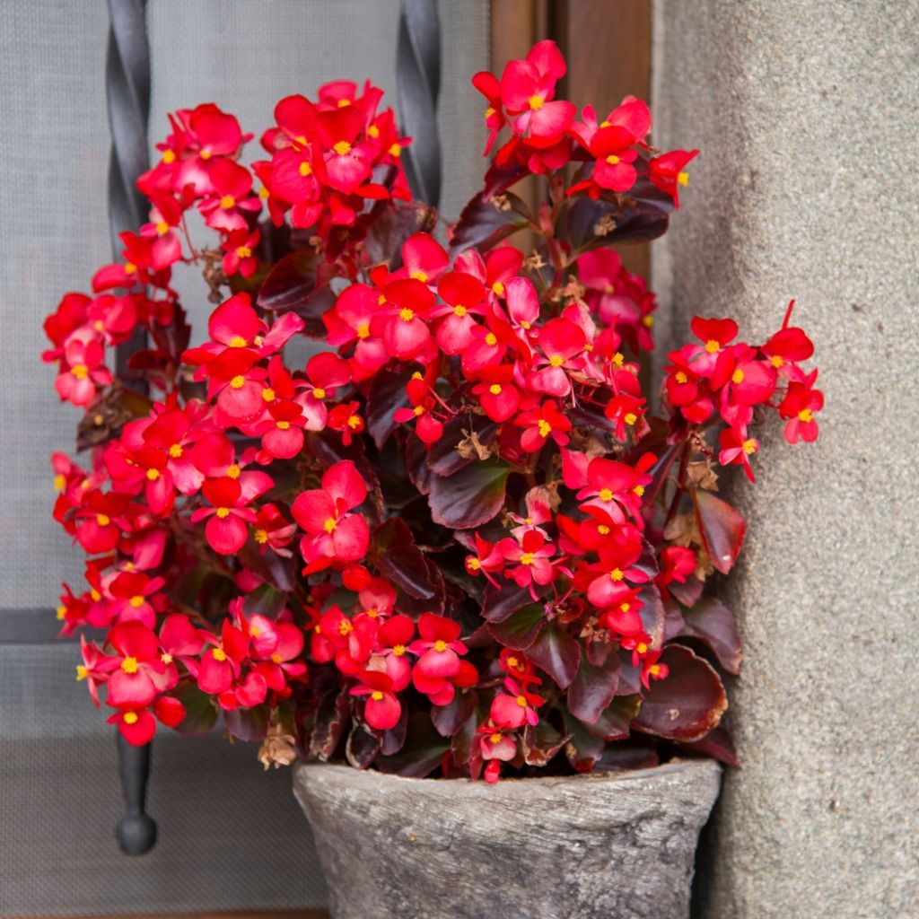Bégonia Viking Bronze Red Mini-mottes 