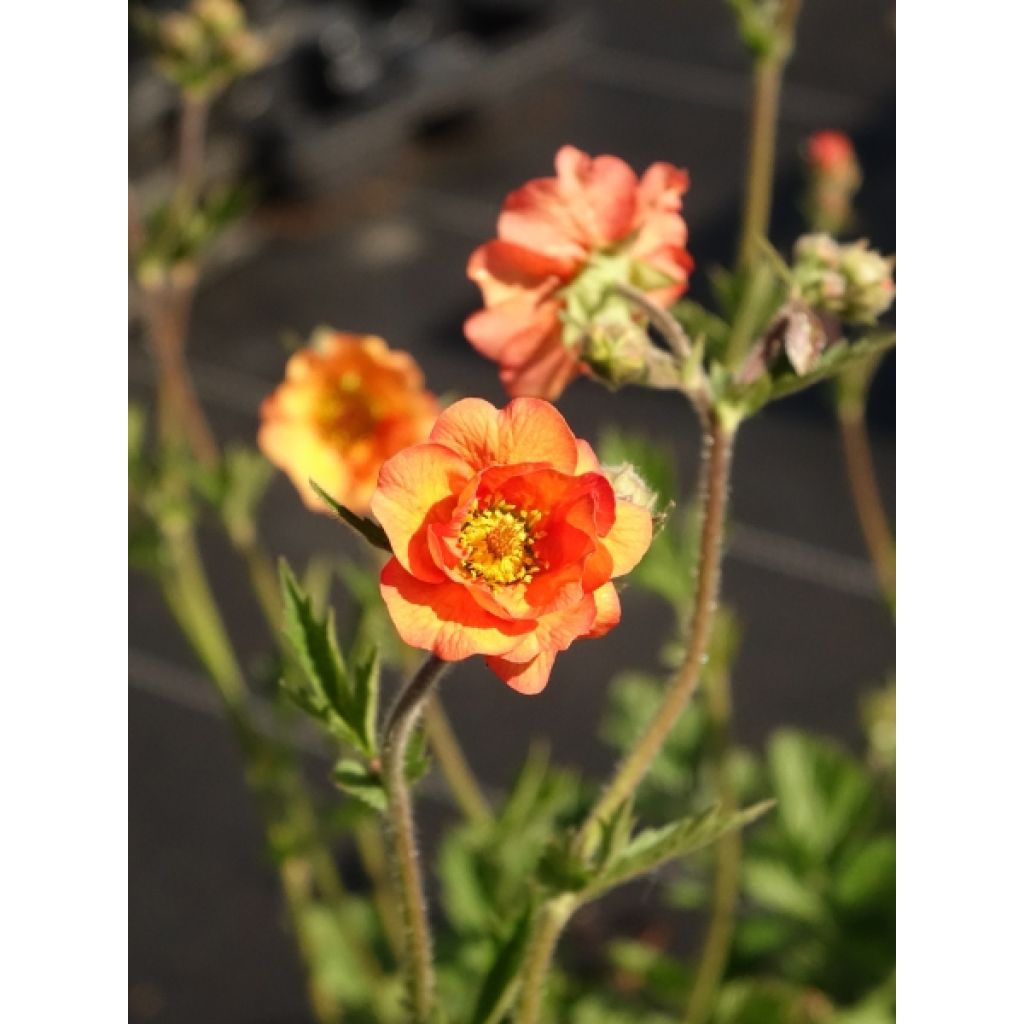 Genêt à balais - Cytisus scoparius Lena