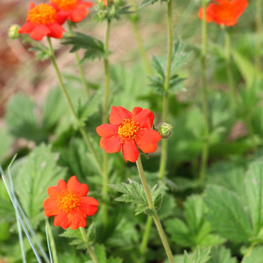 Geum chiloense Mrs Bradshaw - Benoîte rouge écarlate