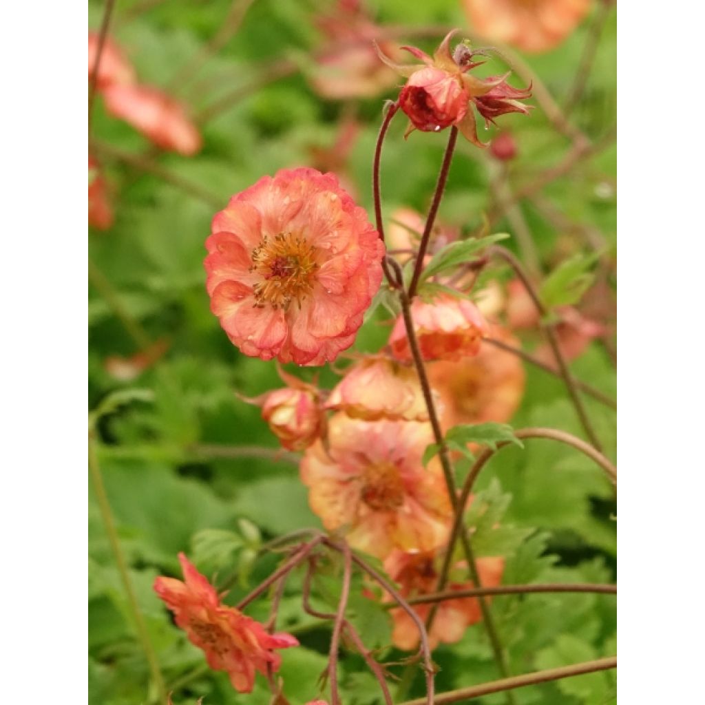 Geum Nonna - Benoîte