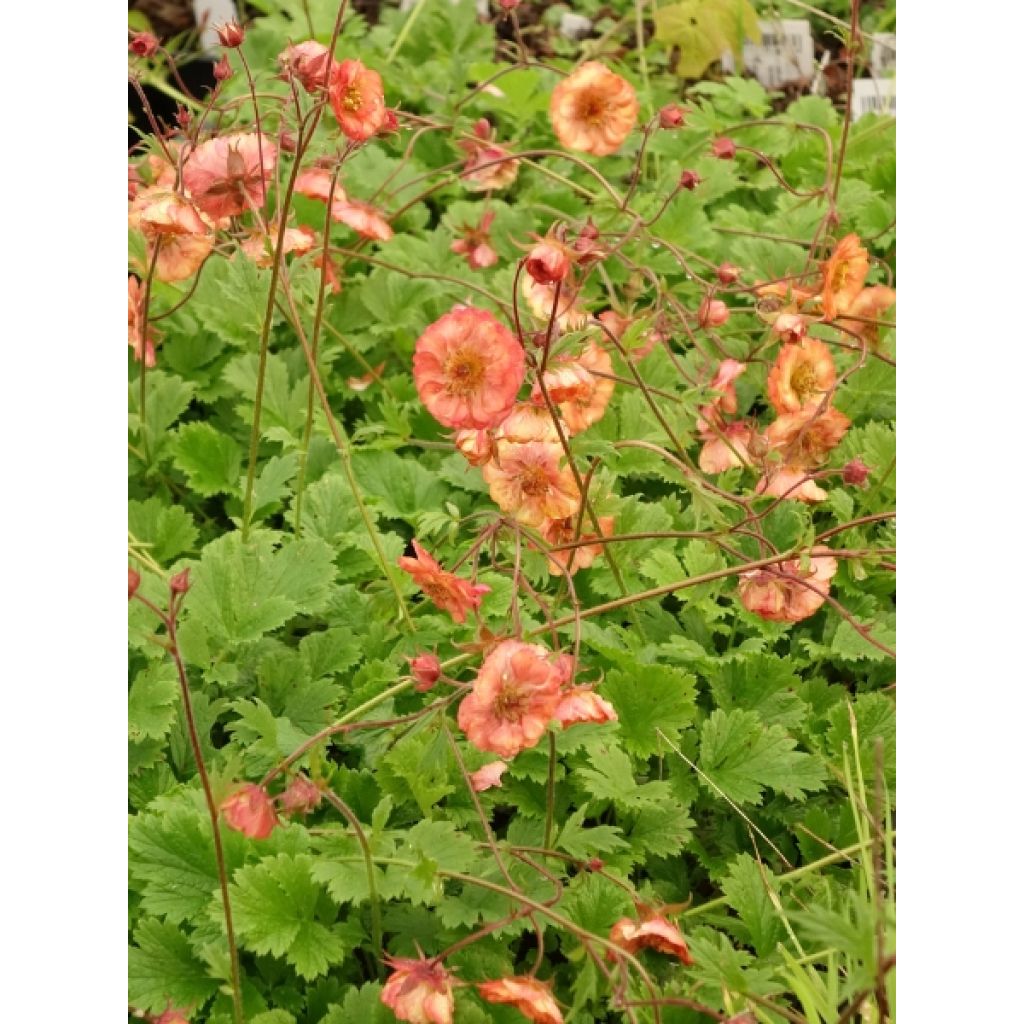 Geum Nonna - Benoîte