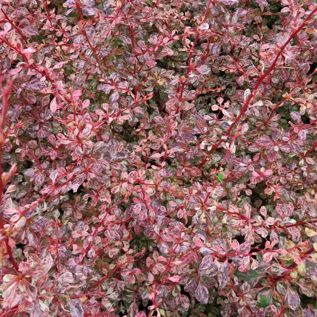 Berberis thunbergii Flamingo - Epine-vinette