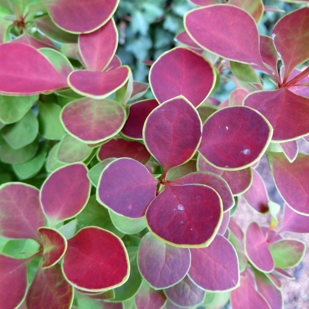 Berberis thunbergii Golden Ring - Epine-vinette
