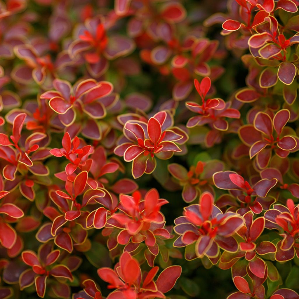 Berberis thunbergii Golden Ruby - Epine-vinette