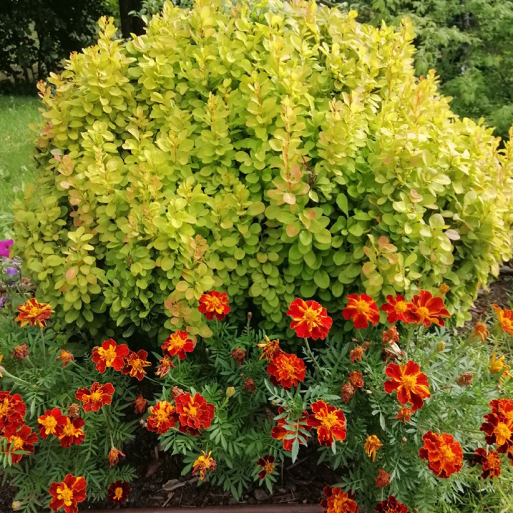 Berberis thunbergii Maria - Épine-vinette