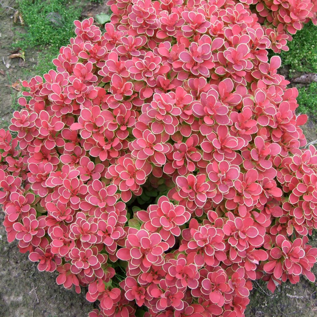 Berberis thunbergii Ruby Star - Epine-vinette