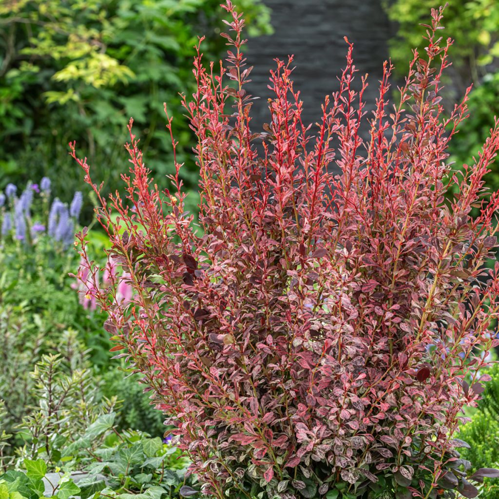 Berberis thunbergii Pink Pillar - Epine-vinette