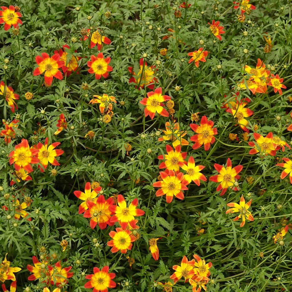 Bidens Beedance Painted Red