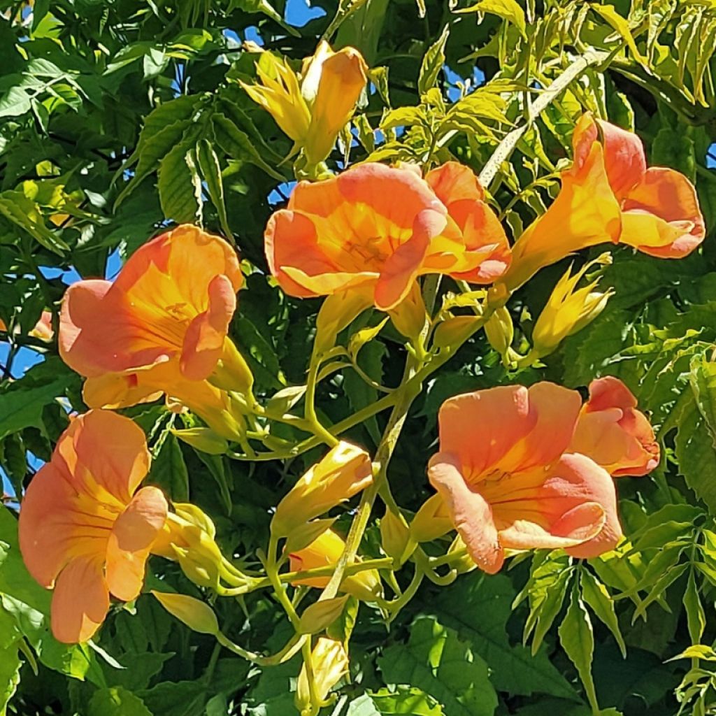 Bignone - Campsis tagliabuana Summer Jazz Gold