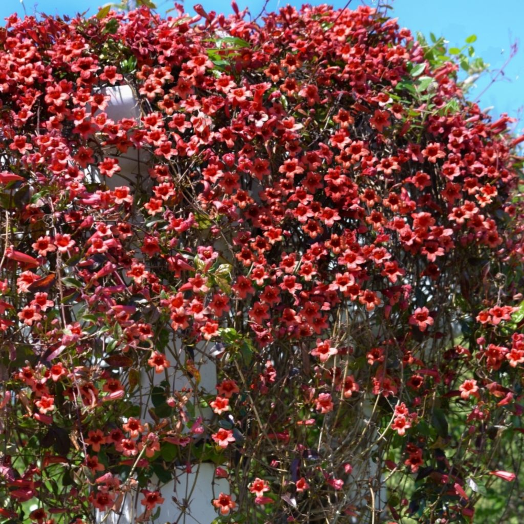 Campsis capreolata Atrosanguinea - Bignone à vrilles