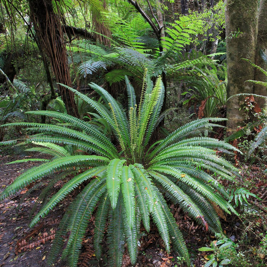 Blechnum discolor