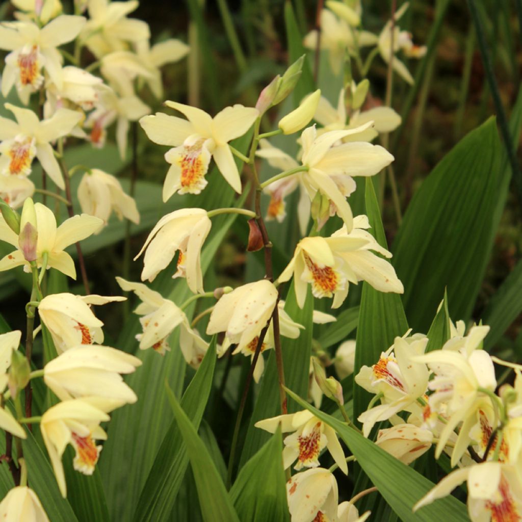 Bletilla ochracea - Bletilla ochracée