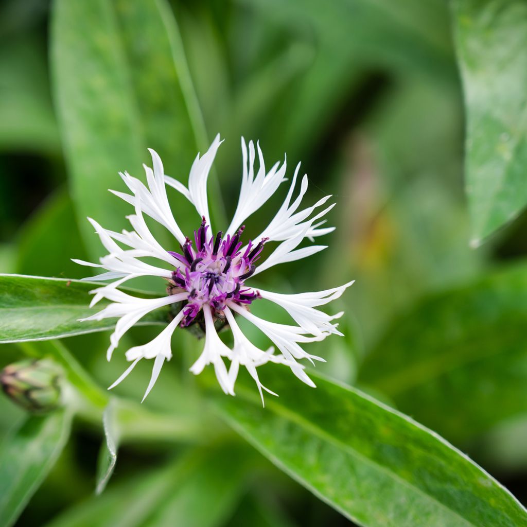 Bleuet des montagnes blanc et pourpre - Centaurée Purple Heart