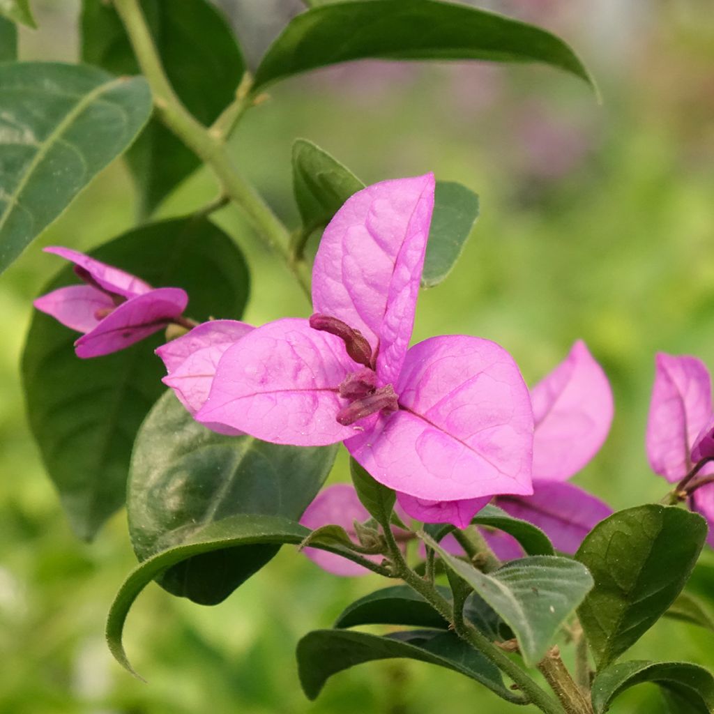 Bougainvillier Violet de Mèze