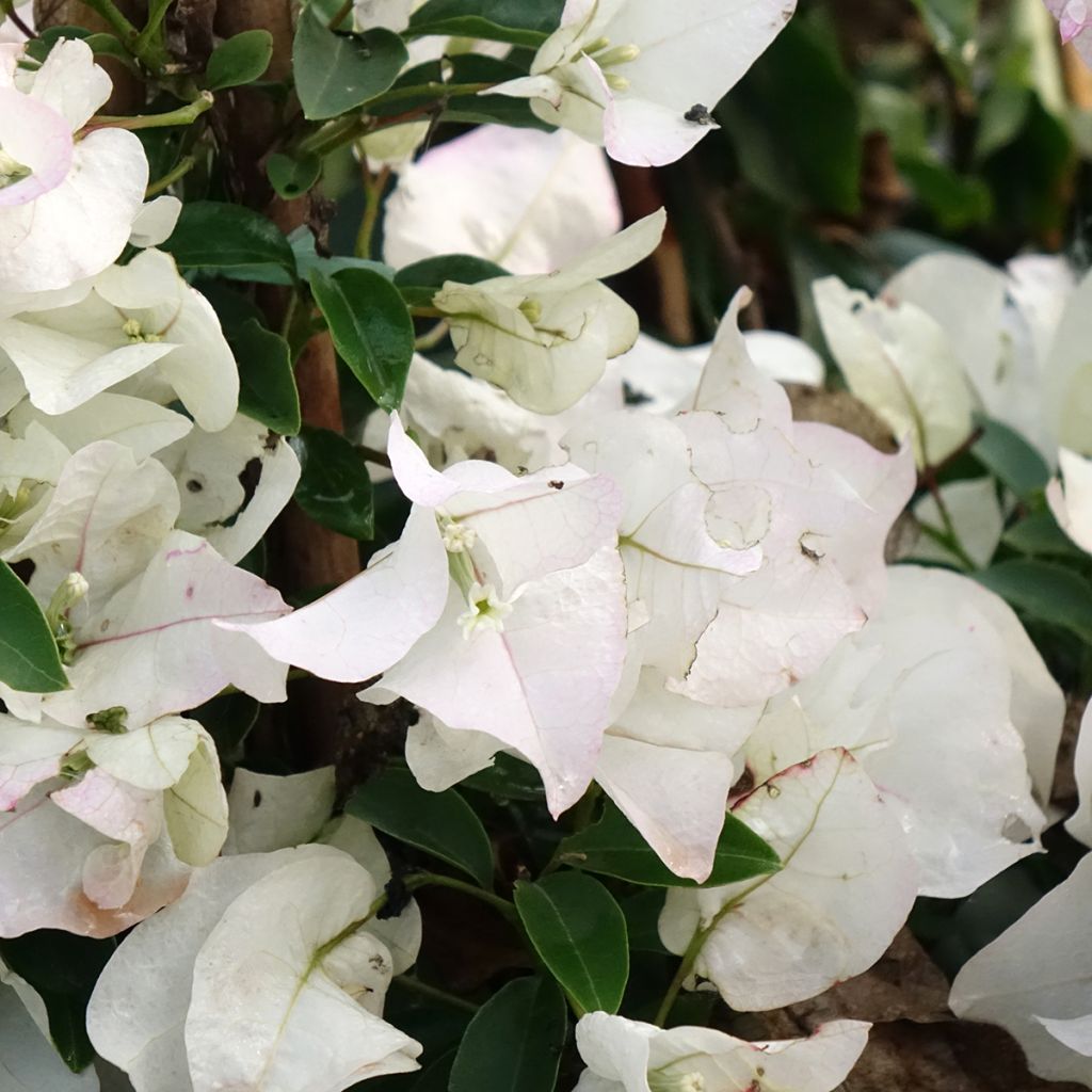 Bougainvillier spectabilis Blanc