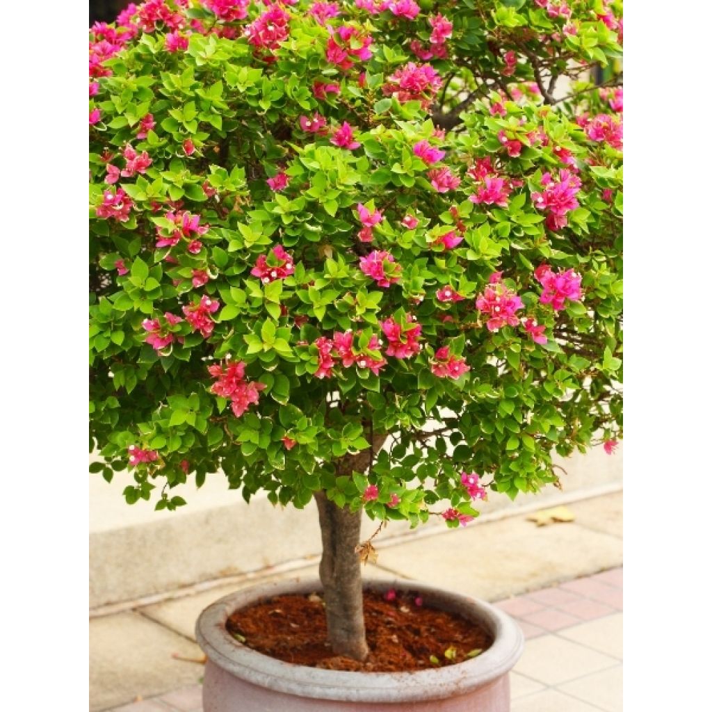 Bougainvillier Mini Thaï