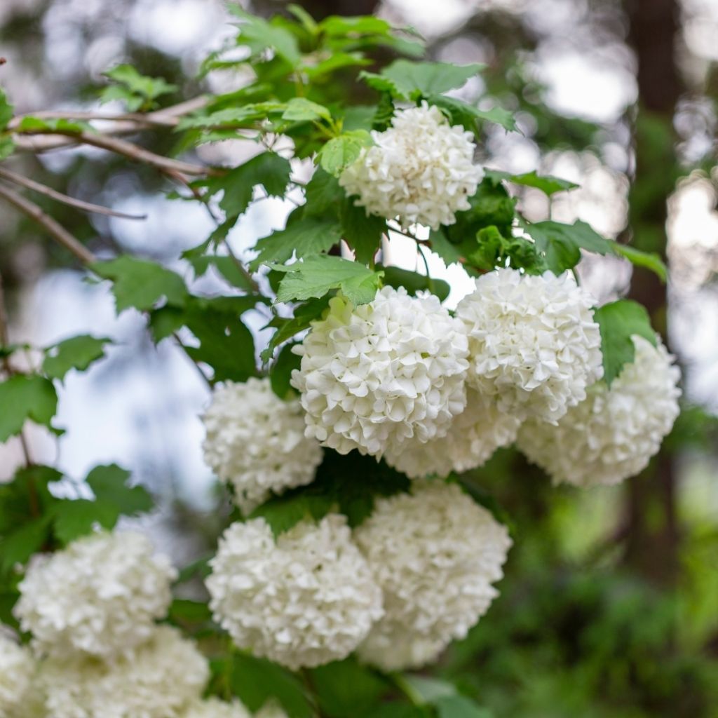 Viorne Boule de Neige - Viburnum opulus Roseum