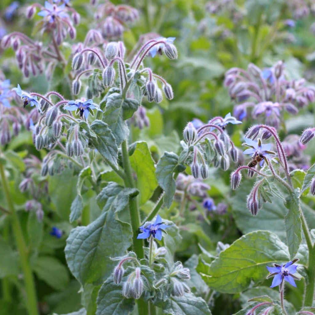 Graines de Bourrache officinale - Borago officinalis