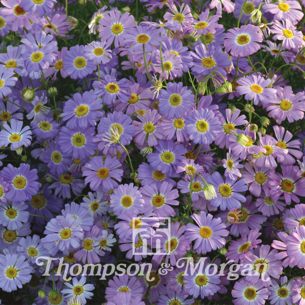 Graines de Brachycome Little Missy - Brachyscome iberidifolia