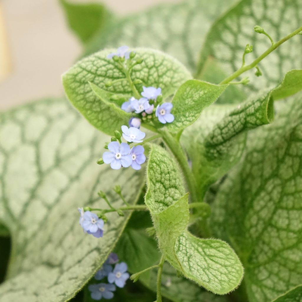 Brunnera macrophylla Jack of Diamonds - Myosotis du Caucase