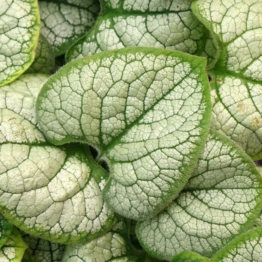 Brunnera macrophylla Silver Heart® - Myosotis du Caucase