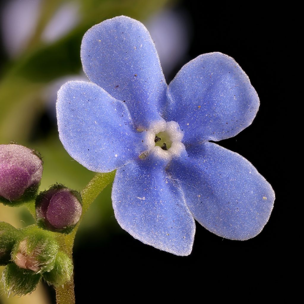 Brunnera sibirica - Myosotis du Caucase