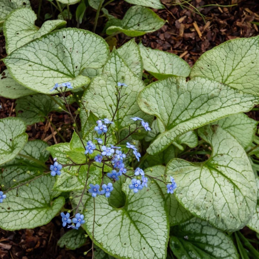 Brunnera macrophylla Jack Frost - Myosotis du Caucase