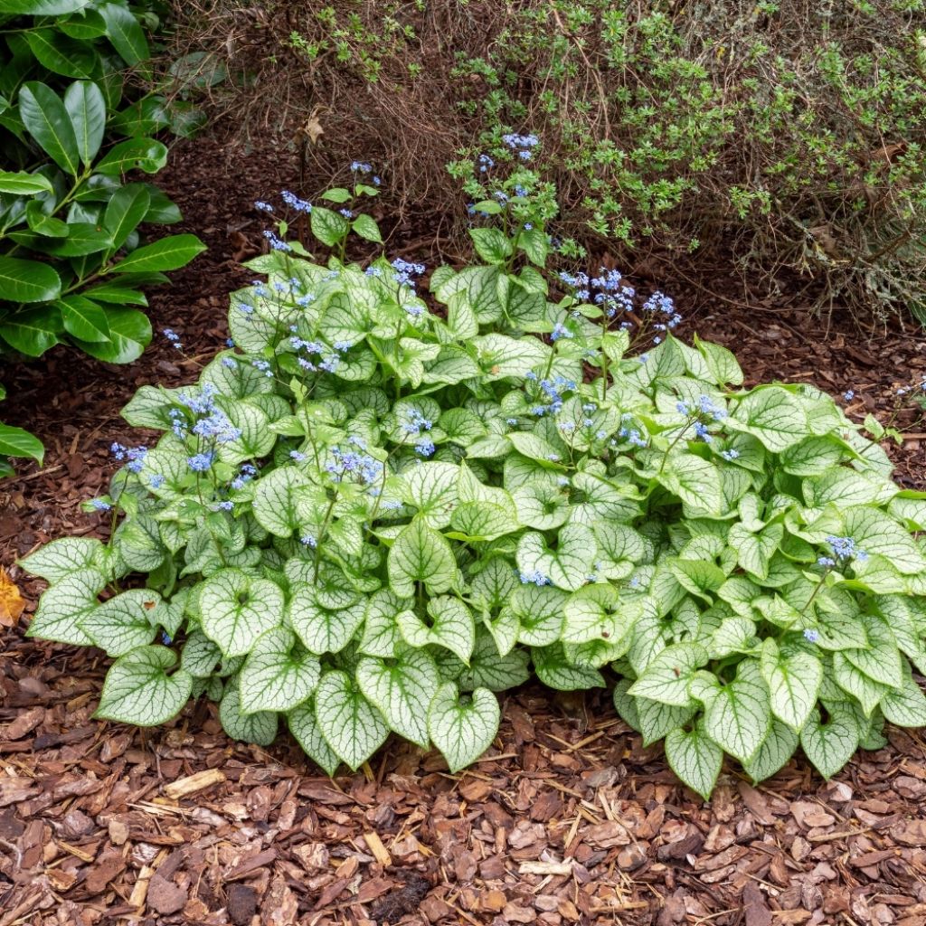 Brunnera macrophylla Jack Frost - Myosotis du Caucase