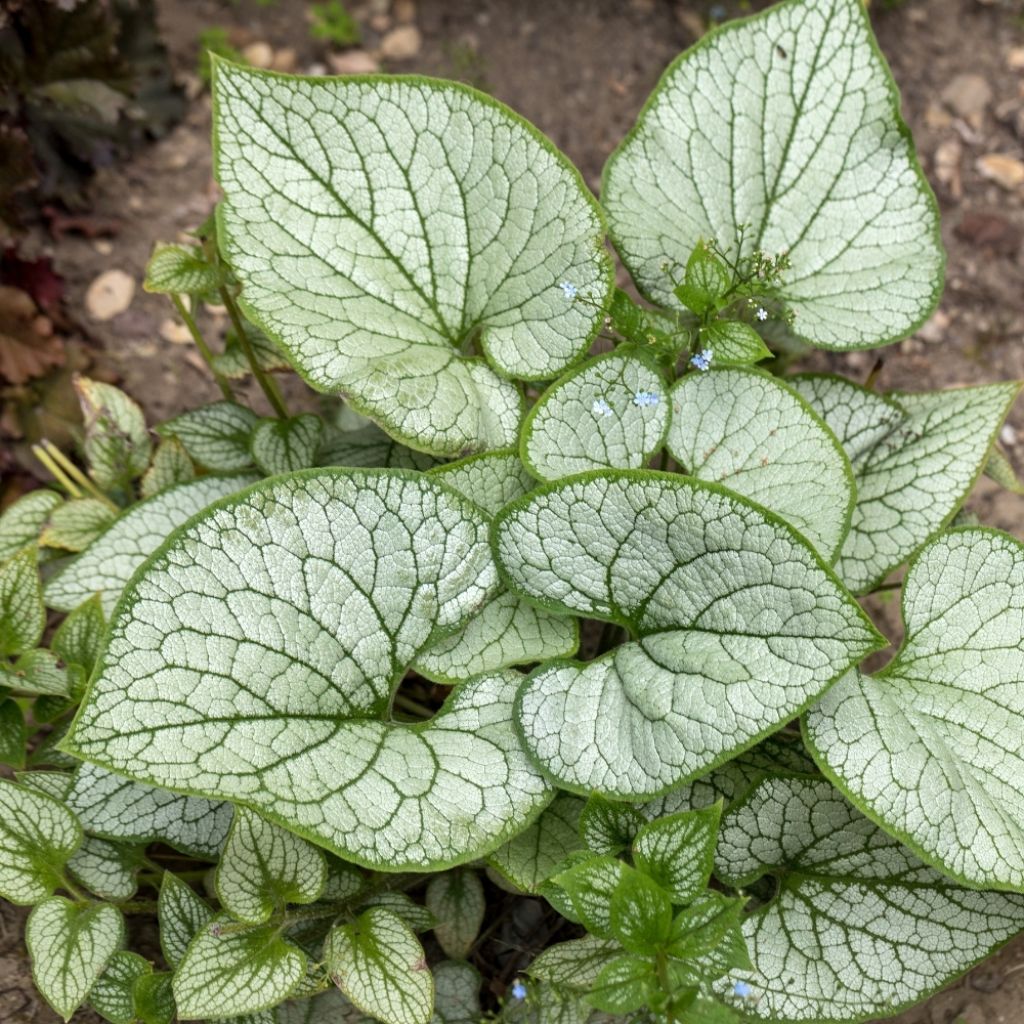 Brunnera macrophylla Jack Frost - Myosotis du Caucase